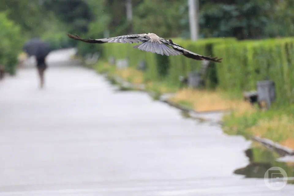 Волгоградскую область вновь накроет сильный ветер 27 апреля