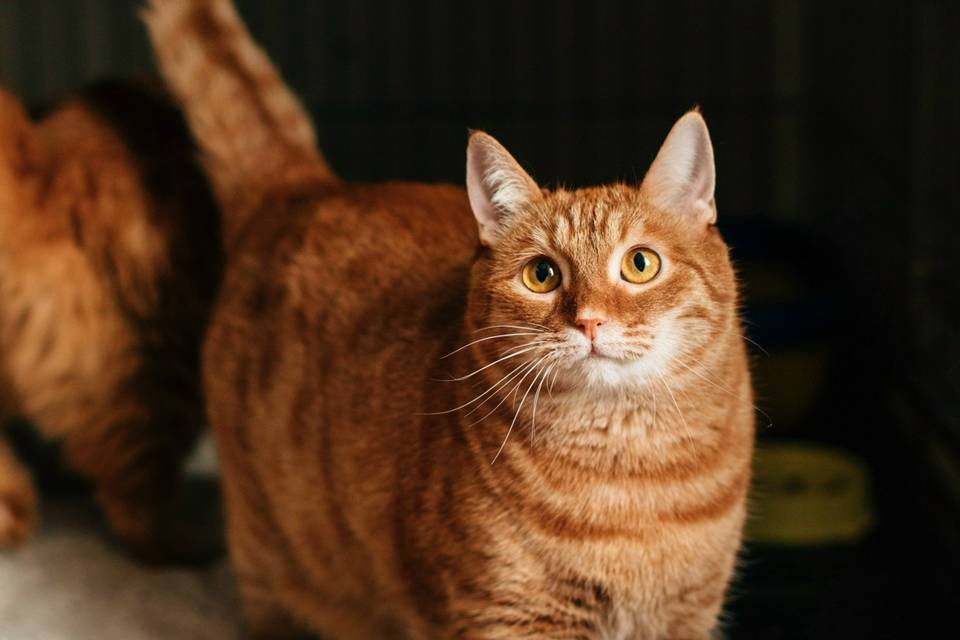 Рыжий кот Бинго не разочарует