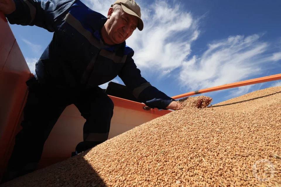 58,4 тыс. тонн волгоградской сельхозпродукции для экспорта прошли проверку