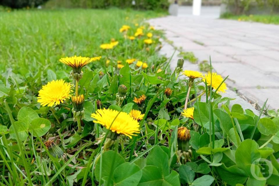 Оранжевый уровень опасности: заморозки в Волгограде 27, 28 и 29 апреля