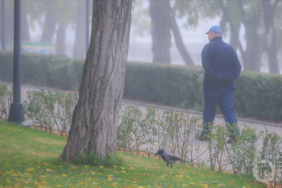 Трехдневные заморозки фиксируются в Волгоградской области
