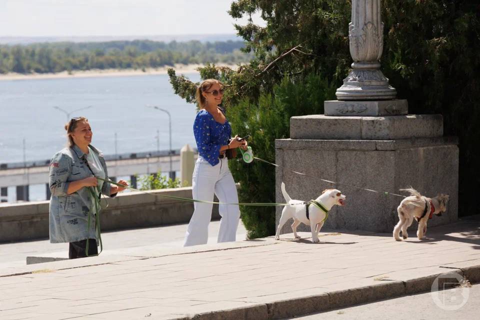 Волгоградцы стали больше вкладывать средств во внешность питомцев