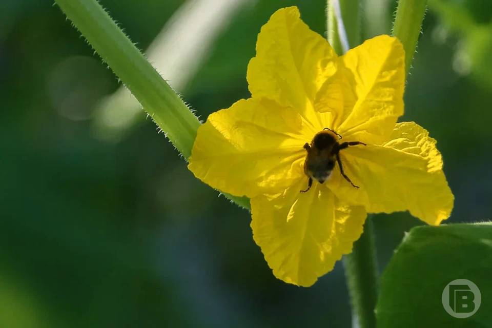 Что нужно делать 28 апреля, в день Пуда Пчельника, чтобы не разгневать судьбу
