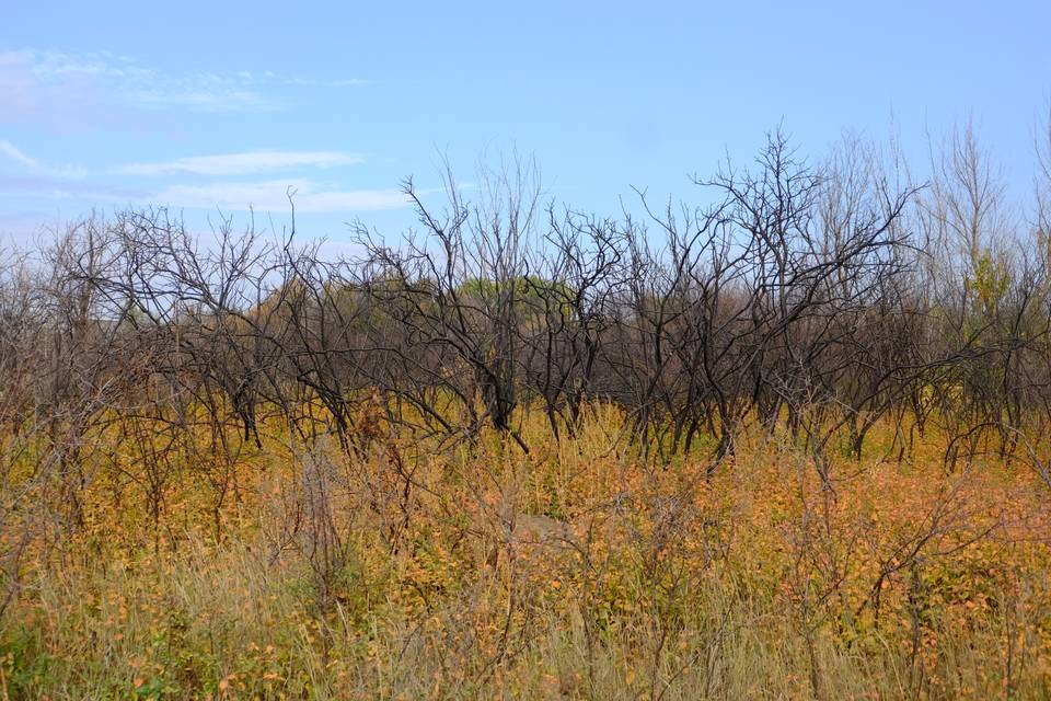 232 га сельхозугодий заросли сорняками под Волгоградом