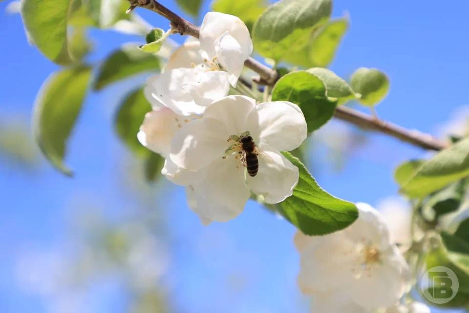 Волгоградских аграриев попросили беречь пчел