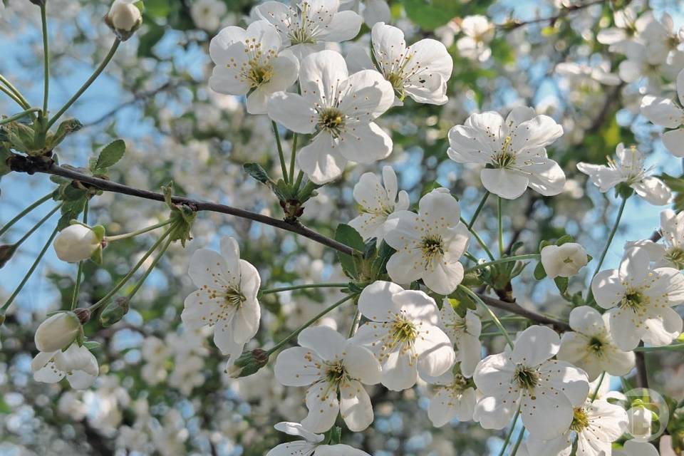 29 апреля - день Арины «урви берега»: что нельзя делать по народным приметам