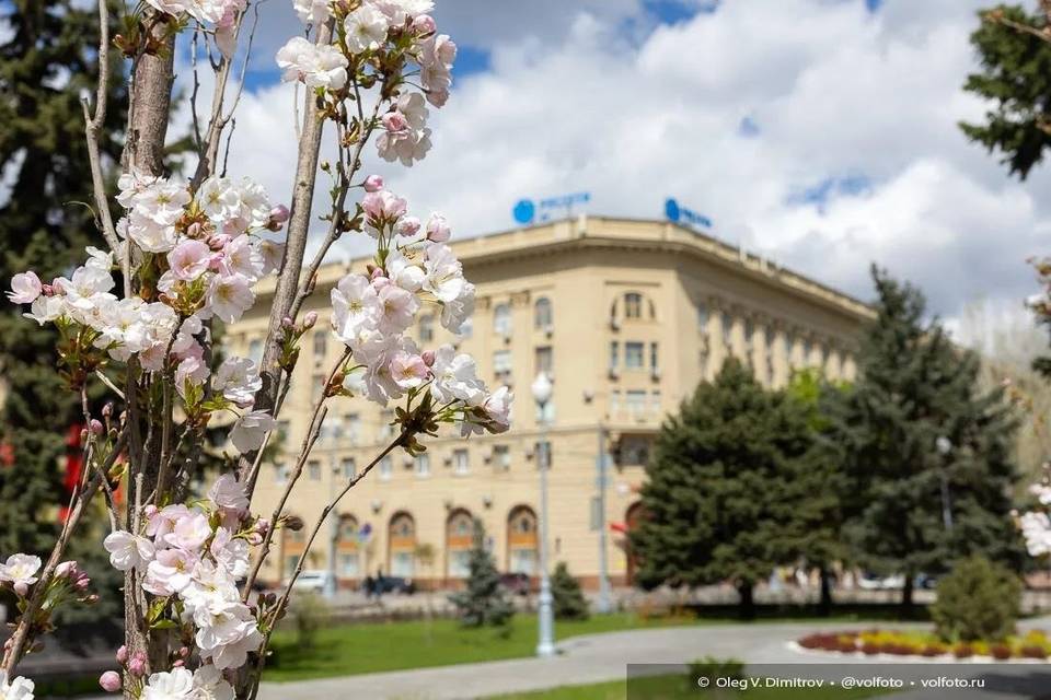 В Волгограде цветет сакура: фото
