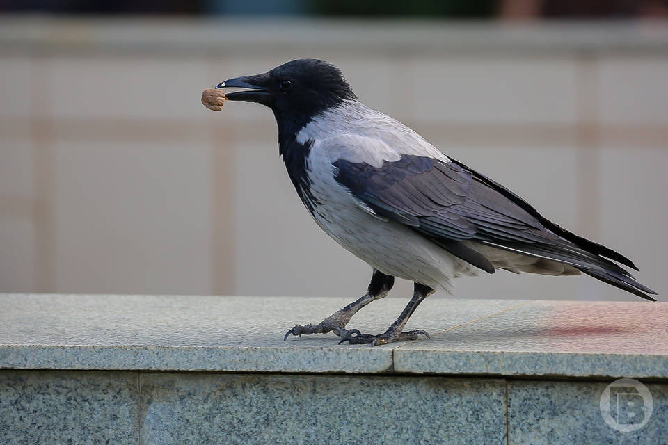 Эпичный поединок крысы с вороной засняли в Волгограде