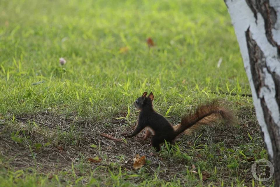 Волгоградские охотпользователи будут согласовывать учетные маршруты с властями