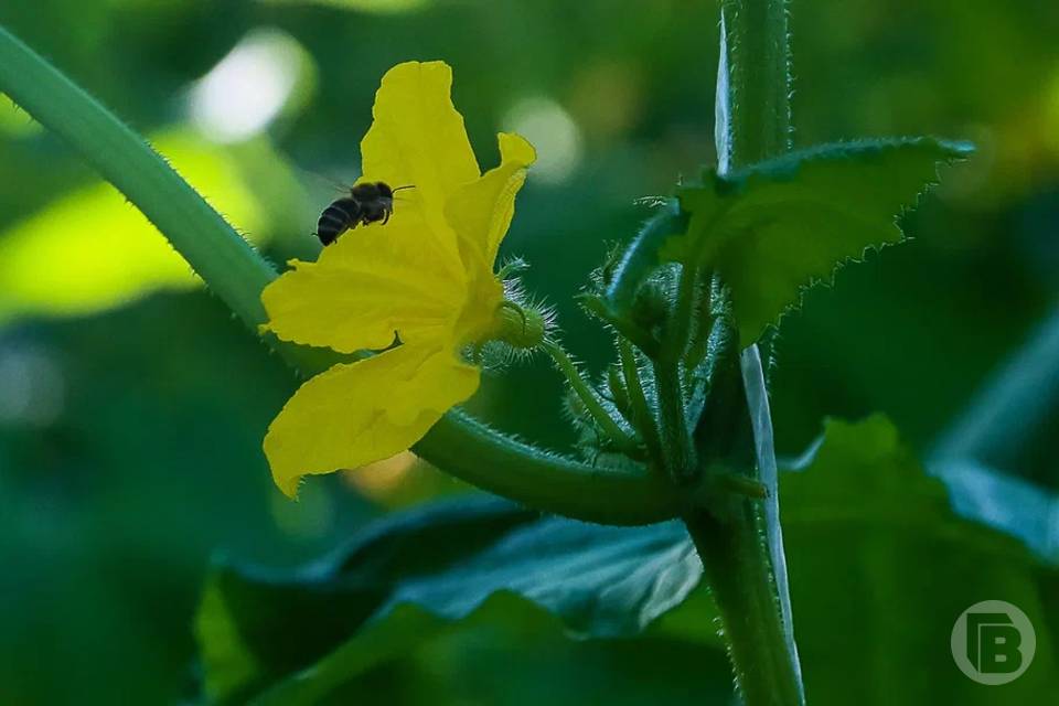 Не обижать женщин и не печь хлеб: что нельзя делать в день Зосимы Пчельника, 30 апреля