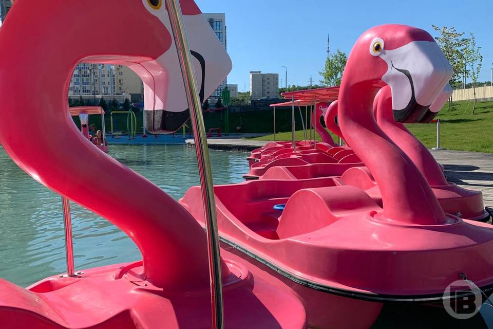 Фламинго вернулись в ЦПКиО Волгограда