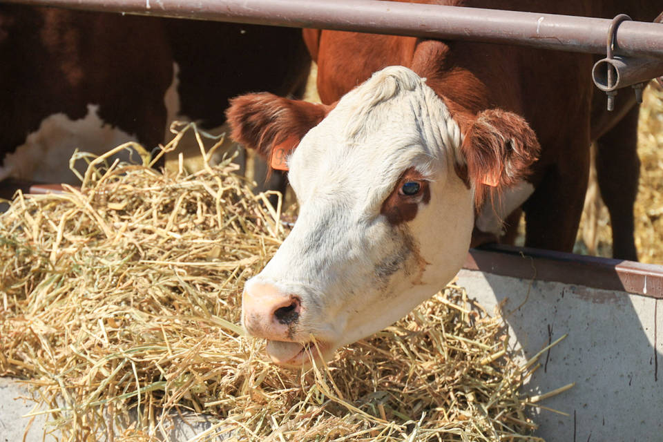 Ветеринары предотвратили распространение бруцеллеза у скота в Иловлинском районе