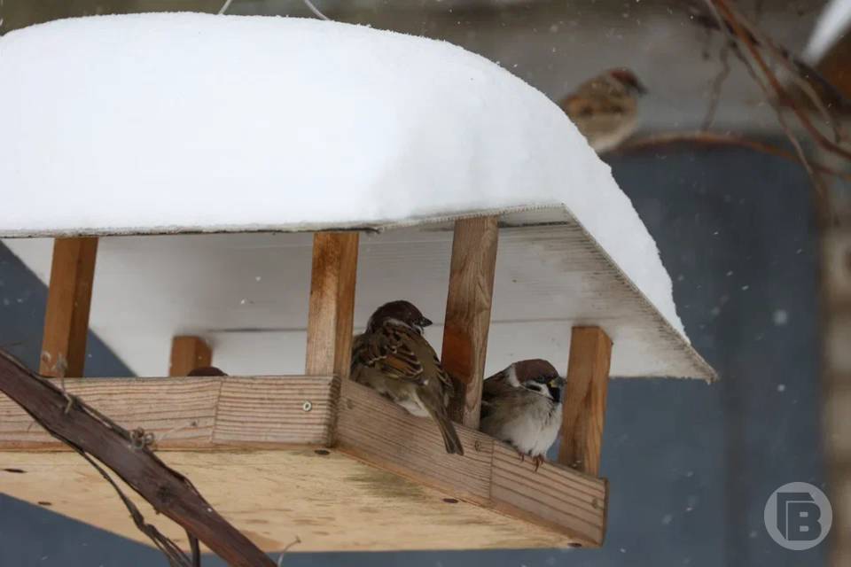 Редкого белого воробья увидели в Волгограде
