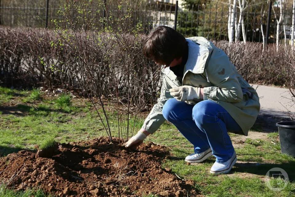 4200 деревьев и кустарников высадили в Волгограде