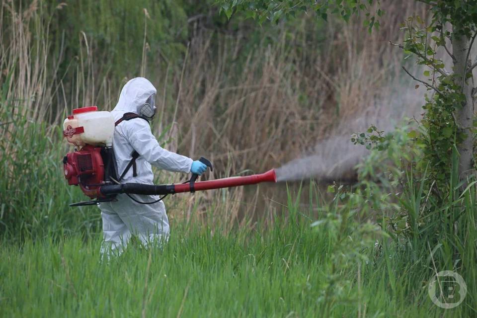 119 волгоградцев уже пострадали от клещей