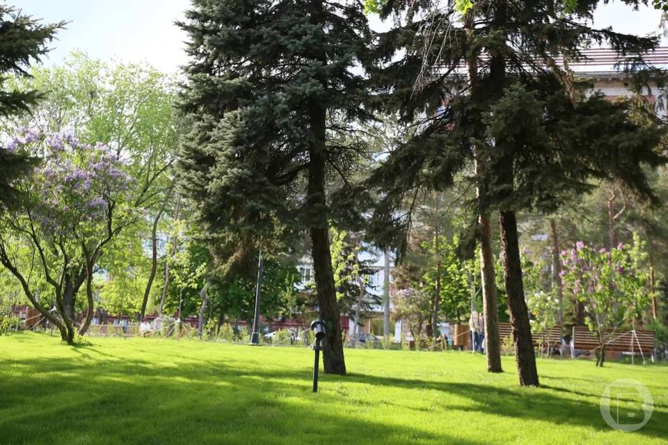 В Волгоградской области жители выйдут собирать семена вяза