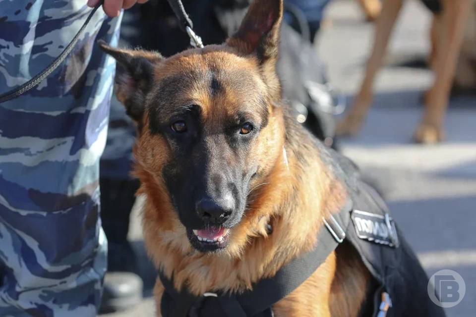 Под Волгоградом задержали девушку со свертком кокаина