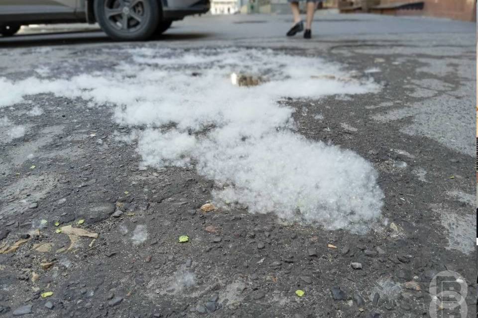 Волгоградцы поверили в роботов-пухососов, которые оказались фейком