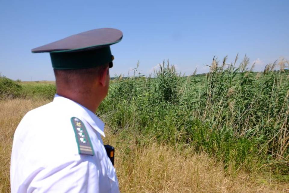 3,8 гектара сельхозугодий заросли сорняками под Волгоградом