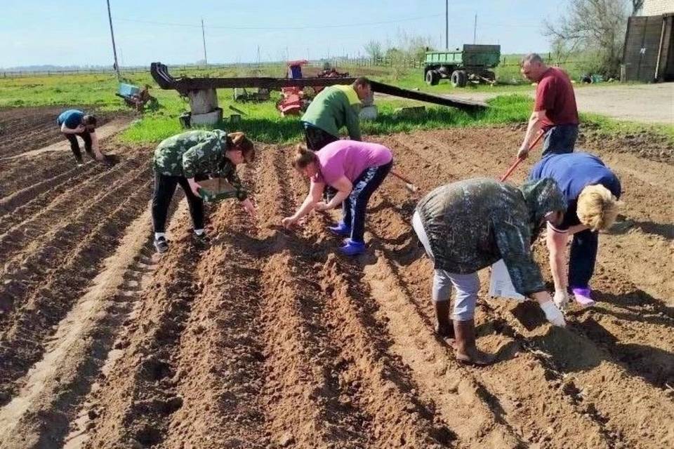 23 га заняли в Волгоградской области семена лесных растений
