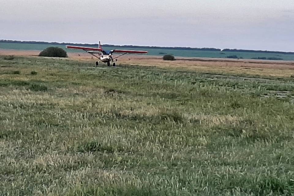 В Волгоградской области с самолета обработали леса от пилильщика