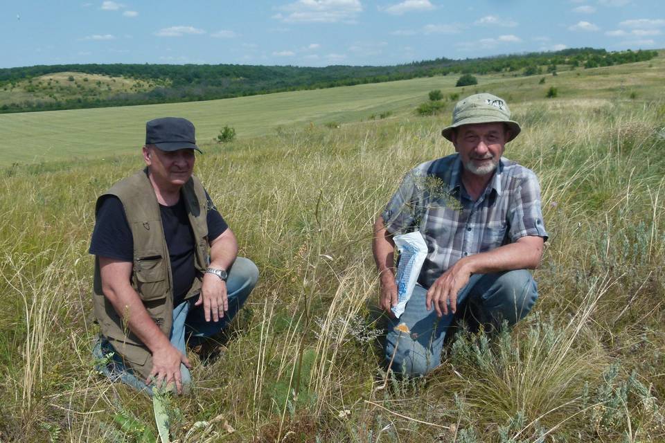 Ученые обнаружили в Волгоградской области чужеродные виды растений
