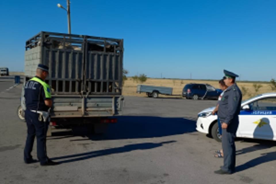 240 животных незаконно перевозили в Волгоградской области