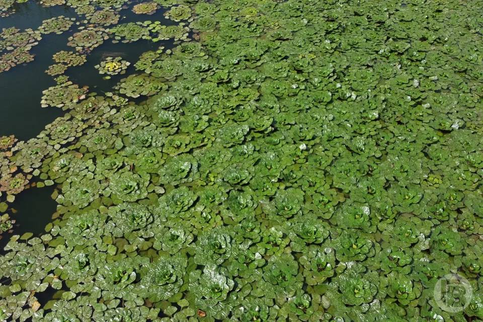 Безопасно ли купаться в «зацветшей» воде, рассказали волгоградцам