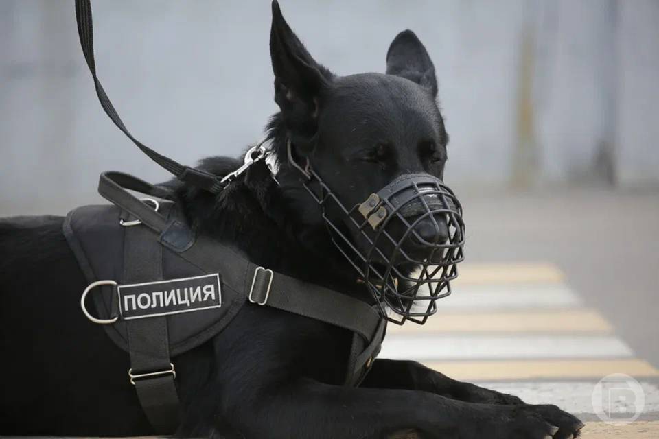 Житель Волгоградской области арестован за кражу бутылки коньяка