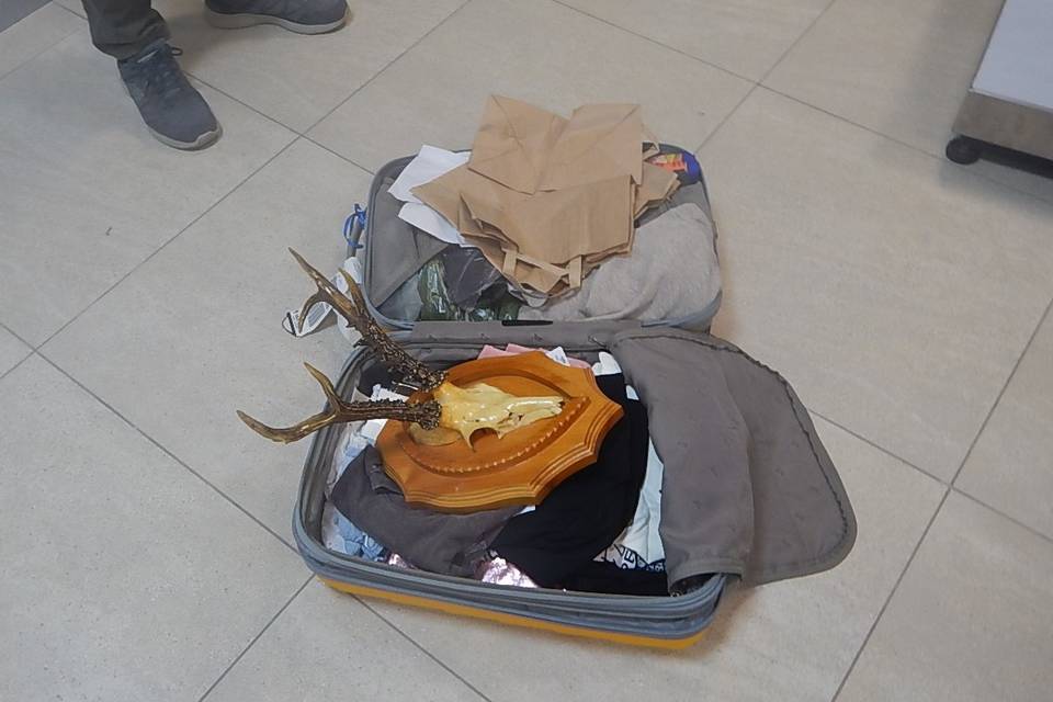 Волгоградец вез череп косули в Турцию в подарок