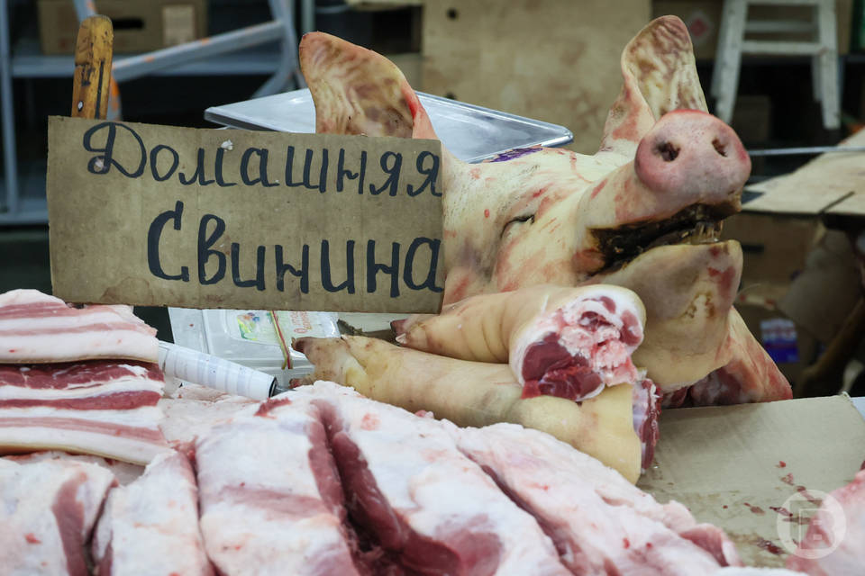 Волгоградских бычков подвергают чипированию и биркованию
