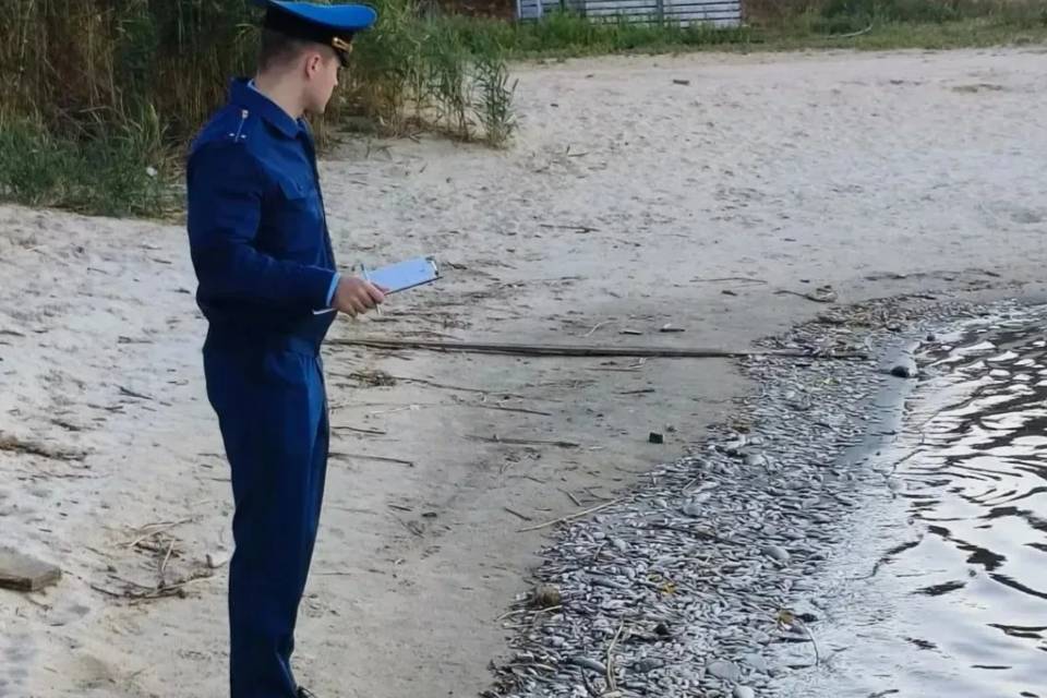 Прокуратура проверяет информацию о гибели рыбы в пруду Волгограда