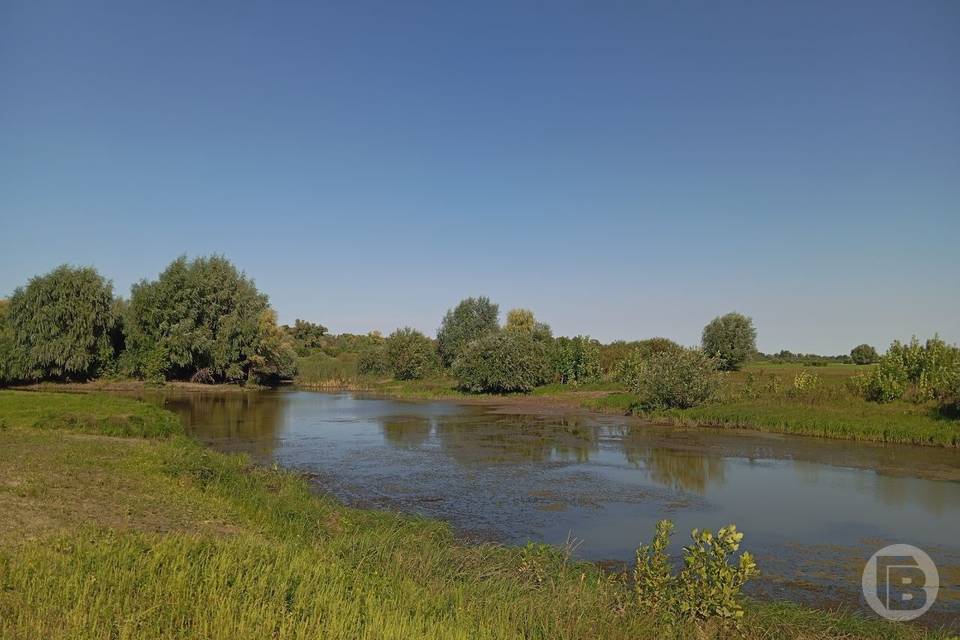 3 вида краснокнижных растений оценили экологи в Волгоградской области