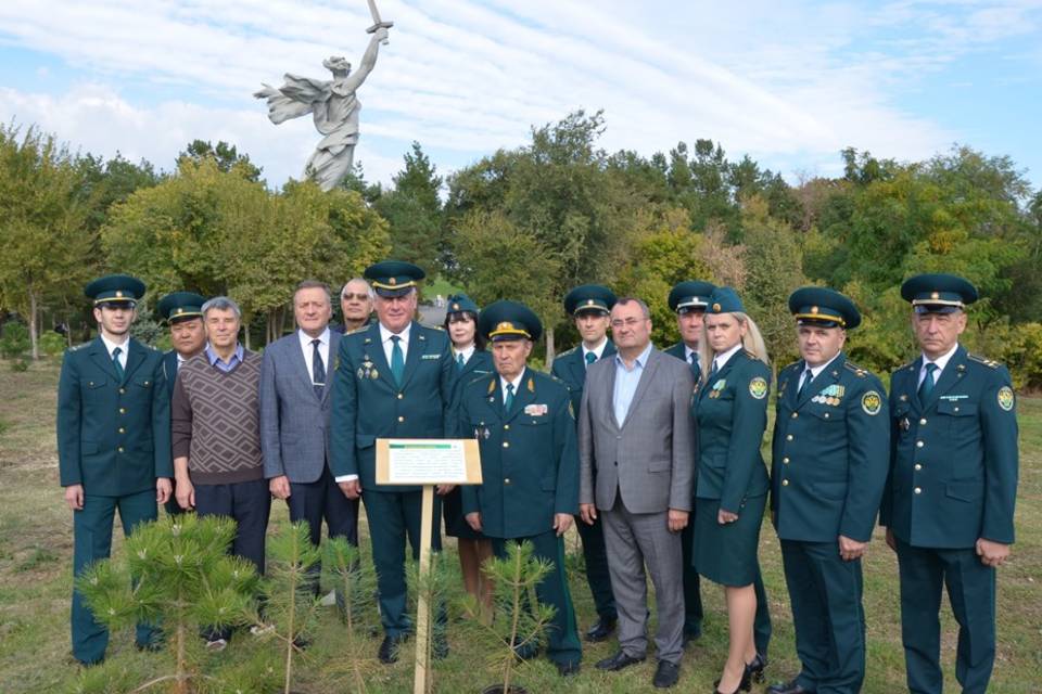 Таможенники высадили 40 крымских сосен на Мамаевом кургане
