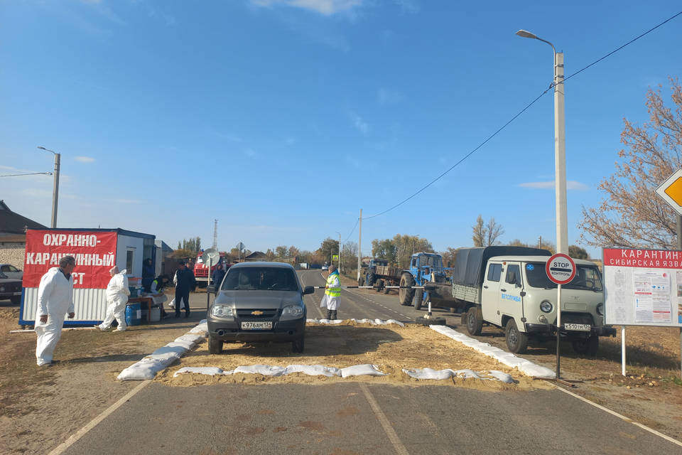 Условный падеж овец из-за сибирской язвы выявили в ЛПХ под Волгоградом