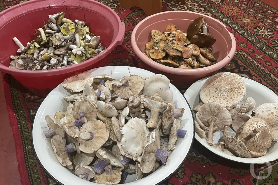 Ведра, полные грибов, приносят волгоградцы из леса