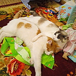 Кот Пушка 1 год и кошечка Мусидьда 2 года