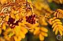 Фото: Дмитрий Рогулин / "Городские вести"