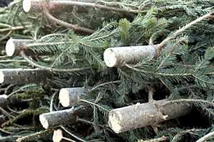 В Волгоградской области хвойные деревья будут охранять от елочных браконьеров