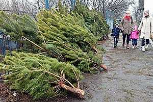 Праздник окончен: волгоградские мусорки заваливают елками