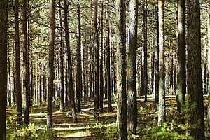 В Красноармейском районе обсудят судьбу городских лесов