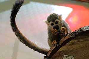 Волжанка получит компенсацию за травму, нанесенную обезьяной в контактном зоопарке