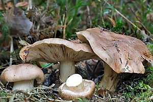 13 октября волгоградцы выйдут на тихую охоту по грибы