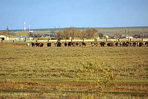В хозяйствах Волгоградской области увеличилось поголовье сельскохозяйственных животных