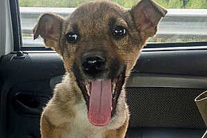 Очаровательный волгоградский «двортерьер» ищет добрых хозяев