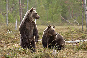 Шок - это по-нашему: а ведь иностранцы почти поверили, что не гуляют медведи по улицам российских городов