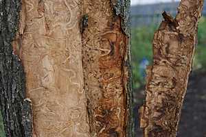 Китайские жуки сожрали больше тысячи гектаров леса в Волгоградской области