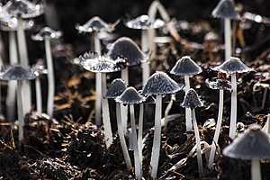 В Волгоградской области грибами отравились 68 взрослых и 9 детей
