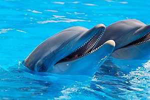 В Волгограде может появиться дельфинарий