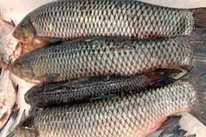 Больше 326 кг рыбы и раков сомнительного качества продавали на рынке в Волжском